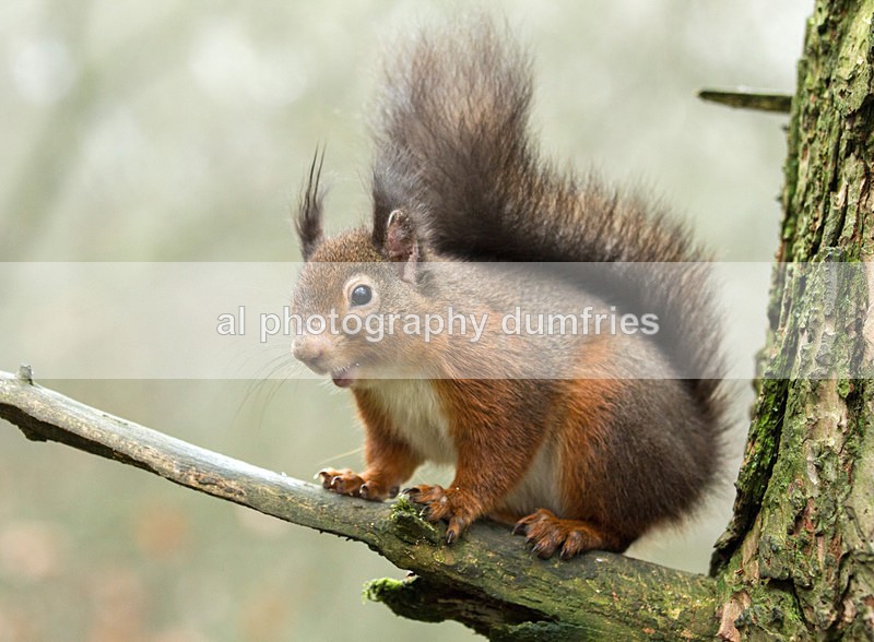 Red Squirrel 8 (disambiguation). - Eskrigg Nature Reserve Lockerbie
