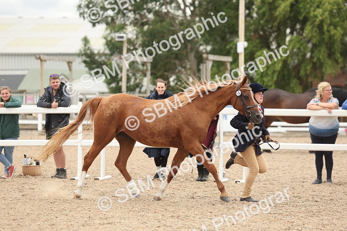 SBM_19285 - Class 317 - IH Pure Bred Horse-Pony