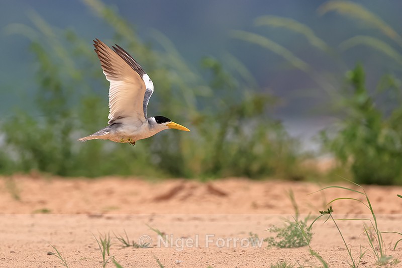 Large-billed Tern in flight, Rio Sao Lourenco, Mato Grosso, Brazil - Large-billed Tern