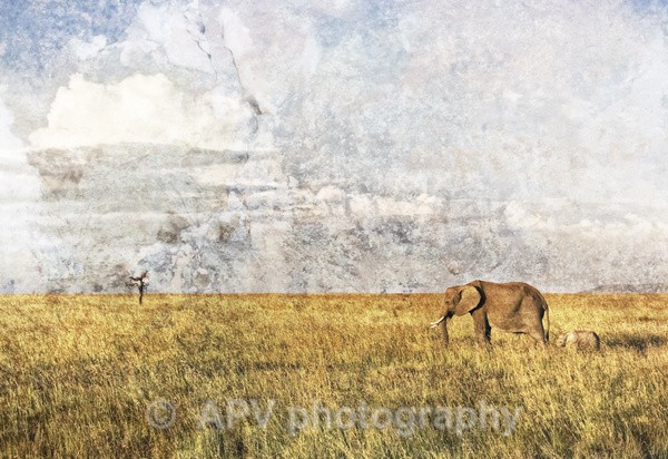Survival - The Photographic Angle - Wildlife Exhibition