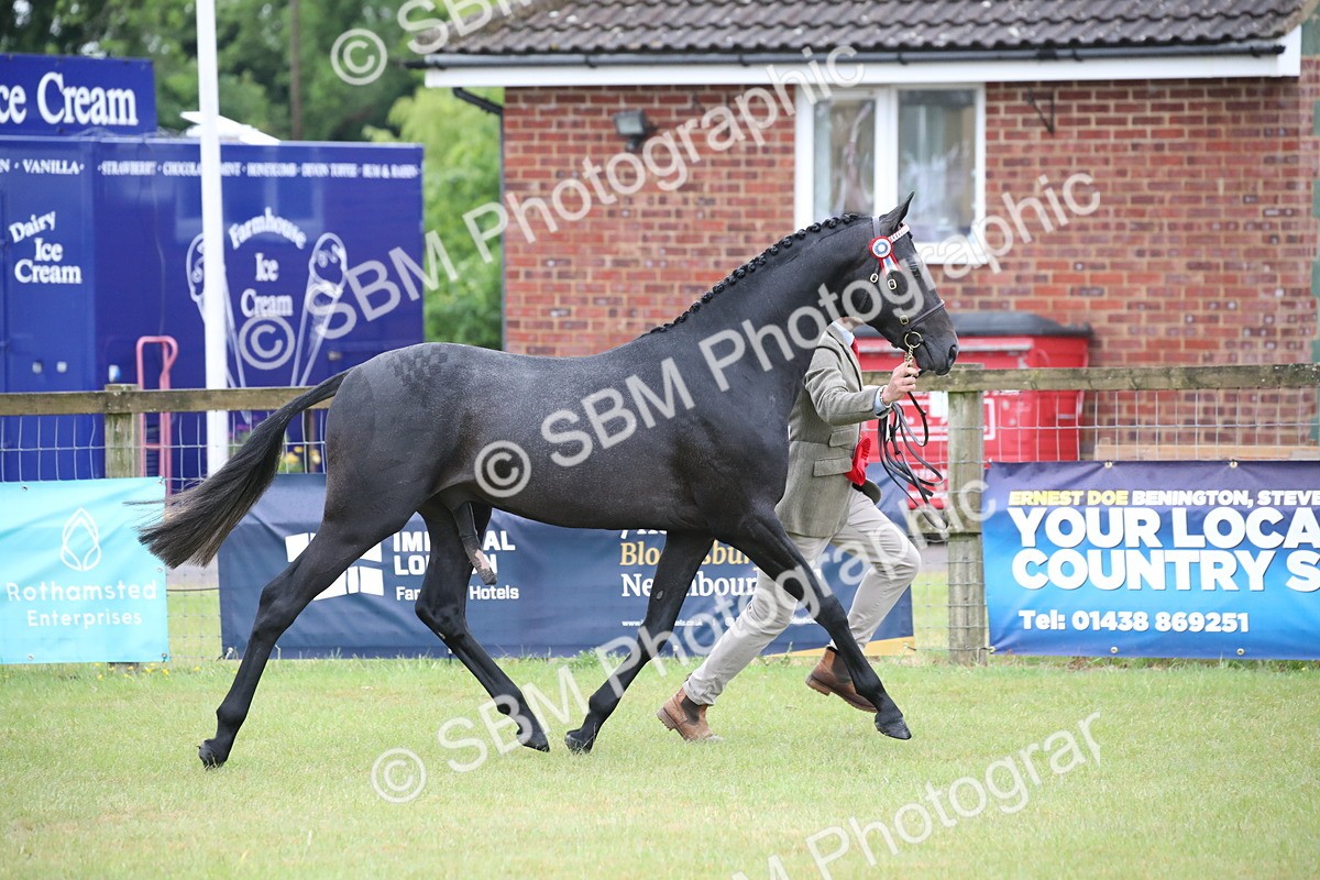 SBM_00216 - Class 17-20 - Arab & Part Bred - Anglo Arab In Hand