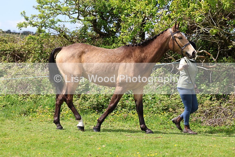 3E7A0430 - Class 20: Sports Horse