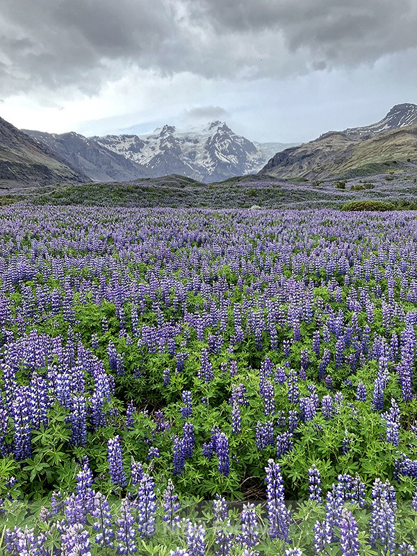 Svínafellsjökull Glacier and Lupins, Iceland - Iceland