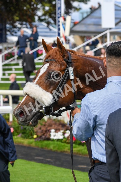 250823-Race 1-Marhaba The Champ-0184 - Race 1 1.50pm Sky Bet Handicap