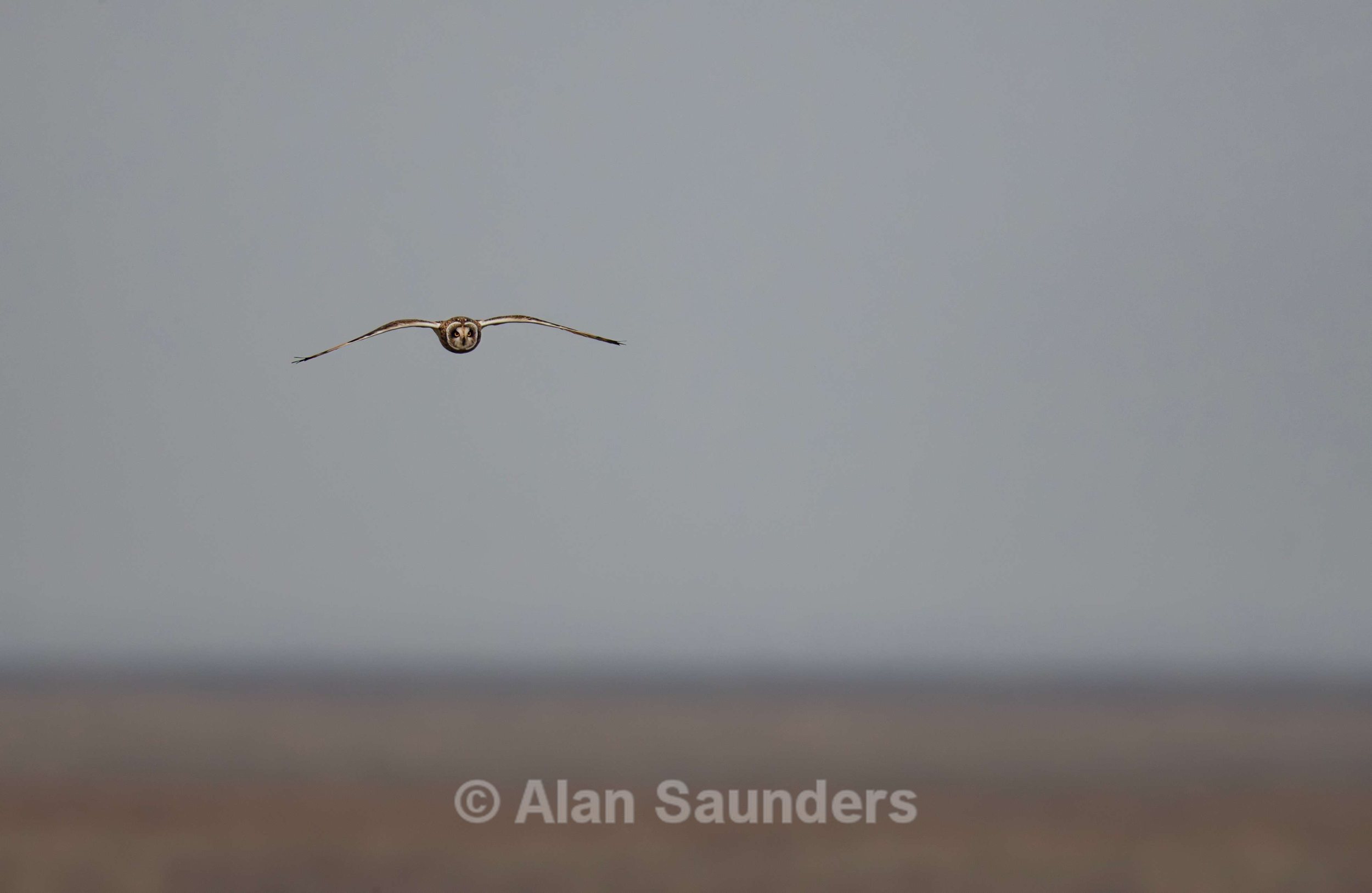 Short Eared Owl