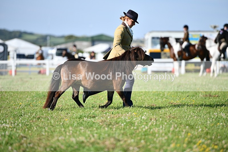 DSC_5555 - Class 49: NPS Shetland Youngstock