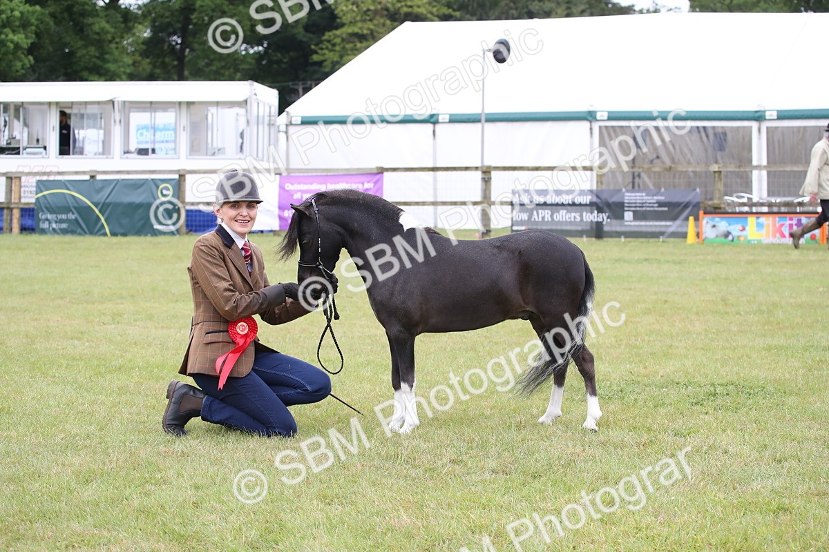 SBM_03826 - Class 23-25 - British Miniature Horse of the Year