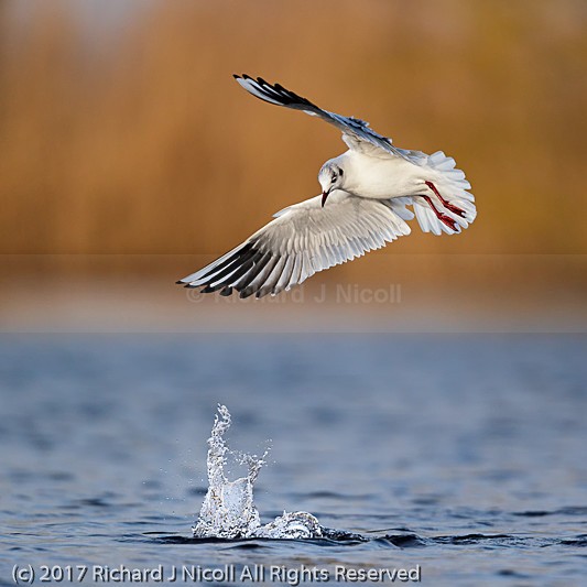 Black-headed Gull (Chroicocephalus ridibundus) harassing Tufted - Black-headed Gull (Chroicocephalus ridibundus)