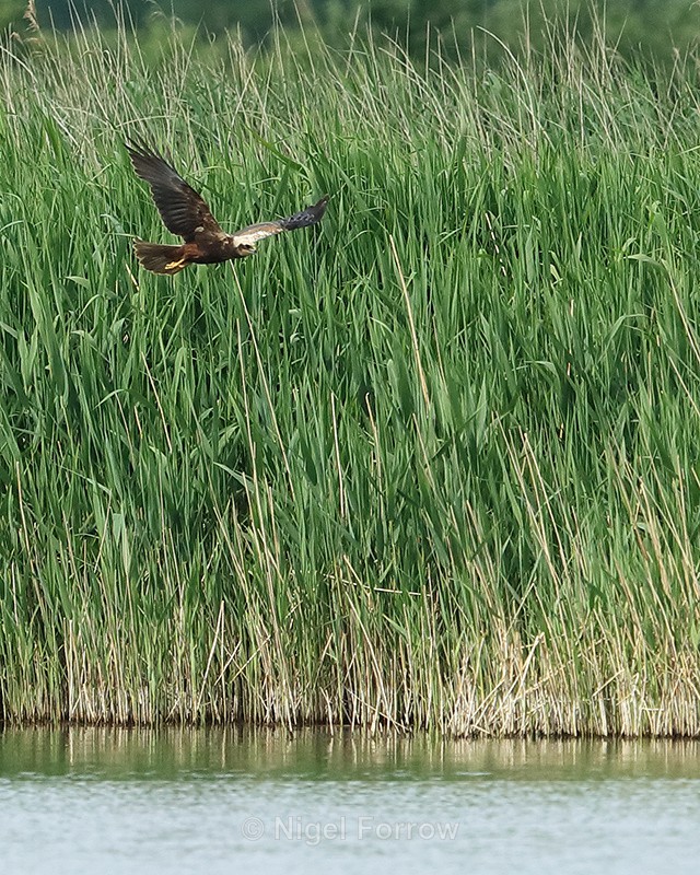 Marsh Harrier hunting low, Otmoor RSPB - Marsh Harrier