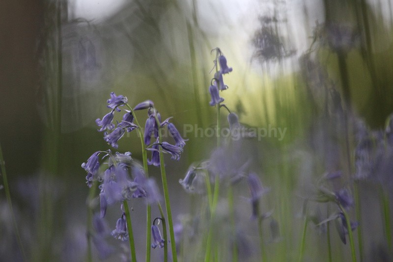  - Woodland scenes & flowers