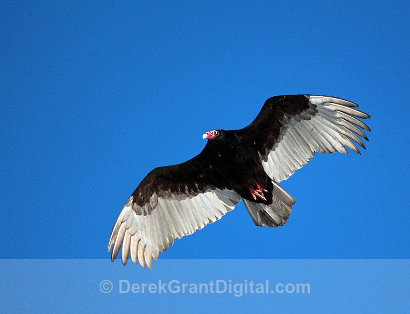 Cathartes aura - Birds of Atlantic Canada