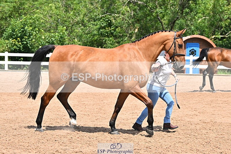 240718A-105259-01421 - Trot Up 12pm to 1pm
