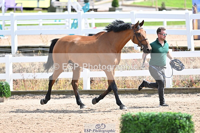 240717A-150048-02434 - Trot Up 3pm to 4pm