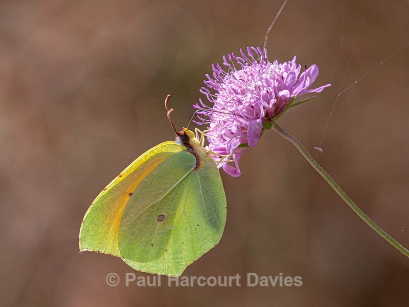 Cleopatra (Gonepteryx cleopatra) ♂ - Ten Metres from Home 2021