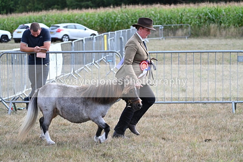 WJ7_8288 - In-hand Championship