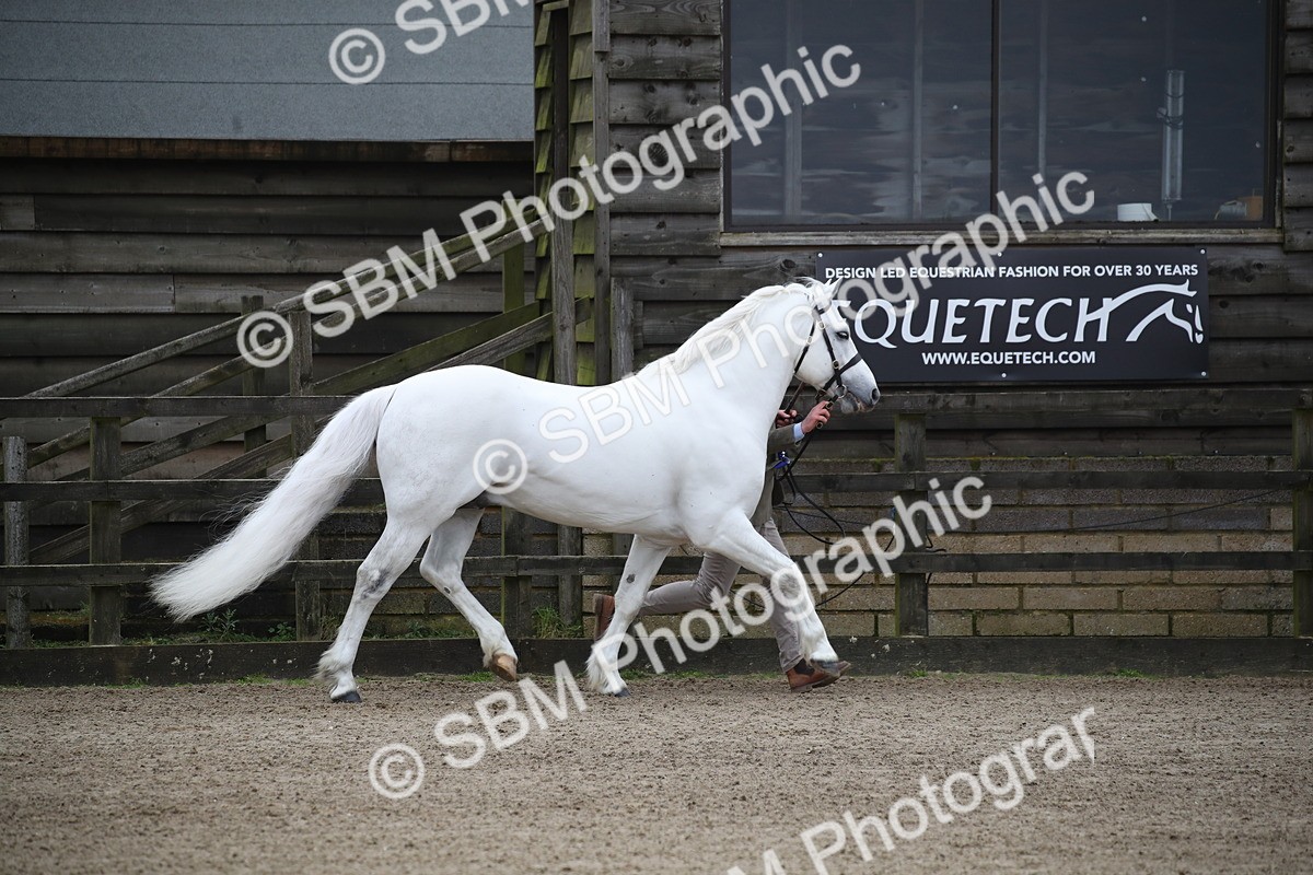 SBM_004061 - Class 1-4 - Young Stock classes Inc. In Hand Championship
