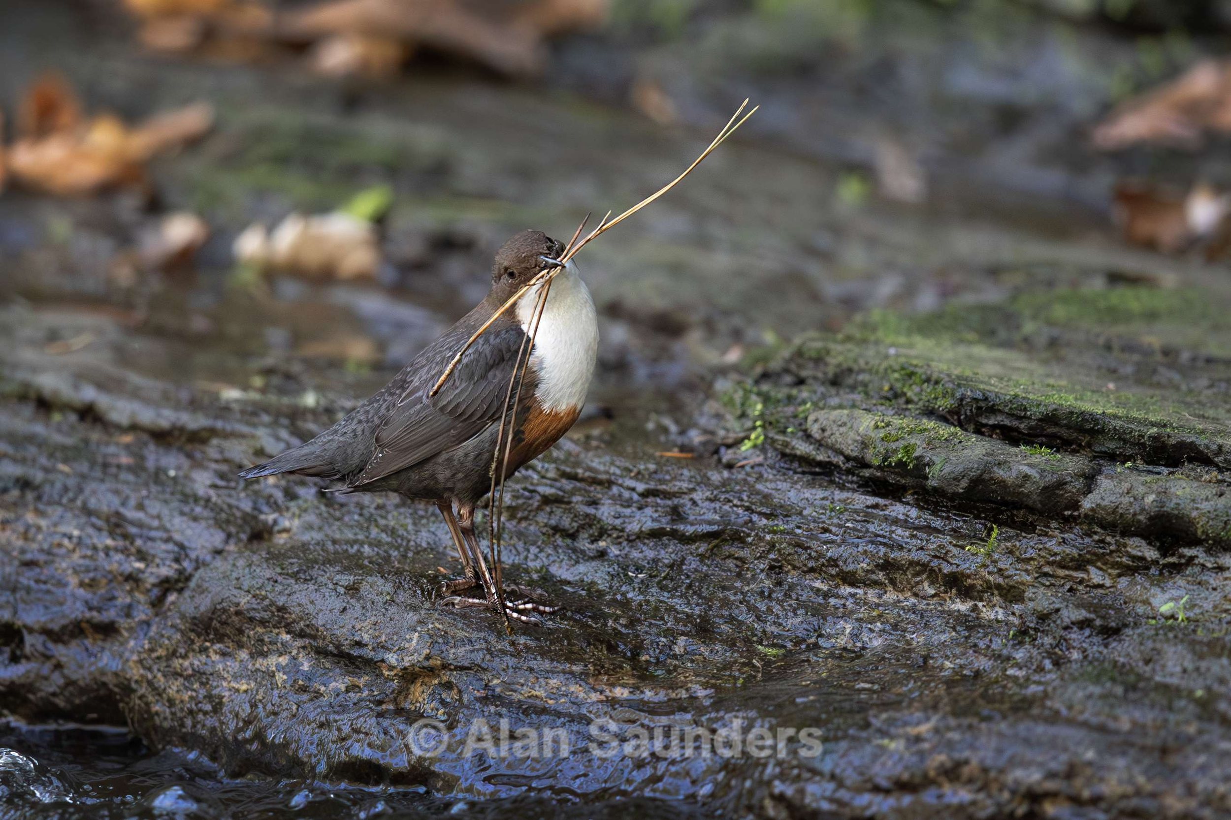Dipper 10