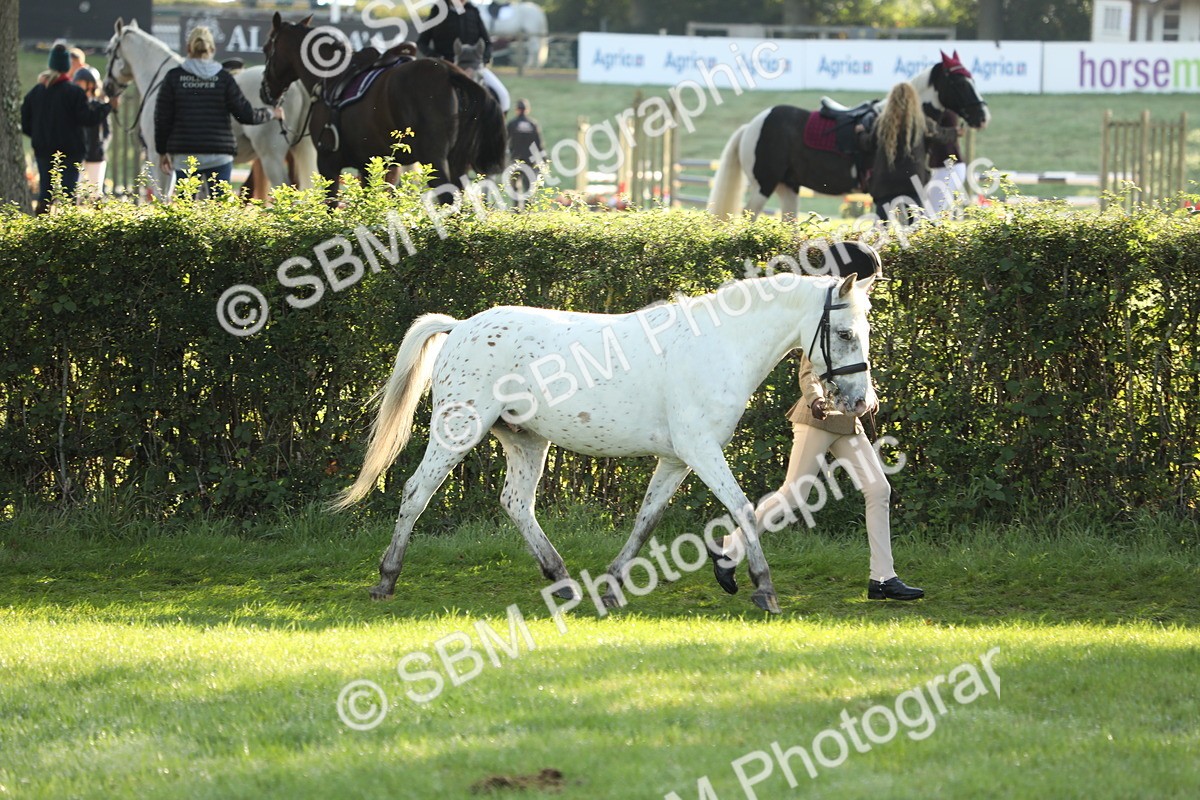 SBM_60829 - S43 - Coloured Pony In Hand
