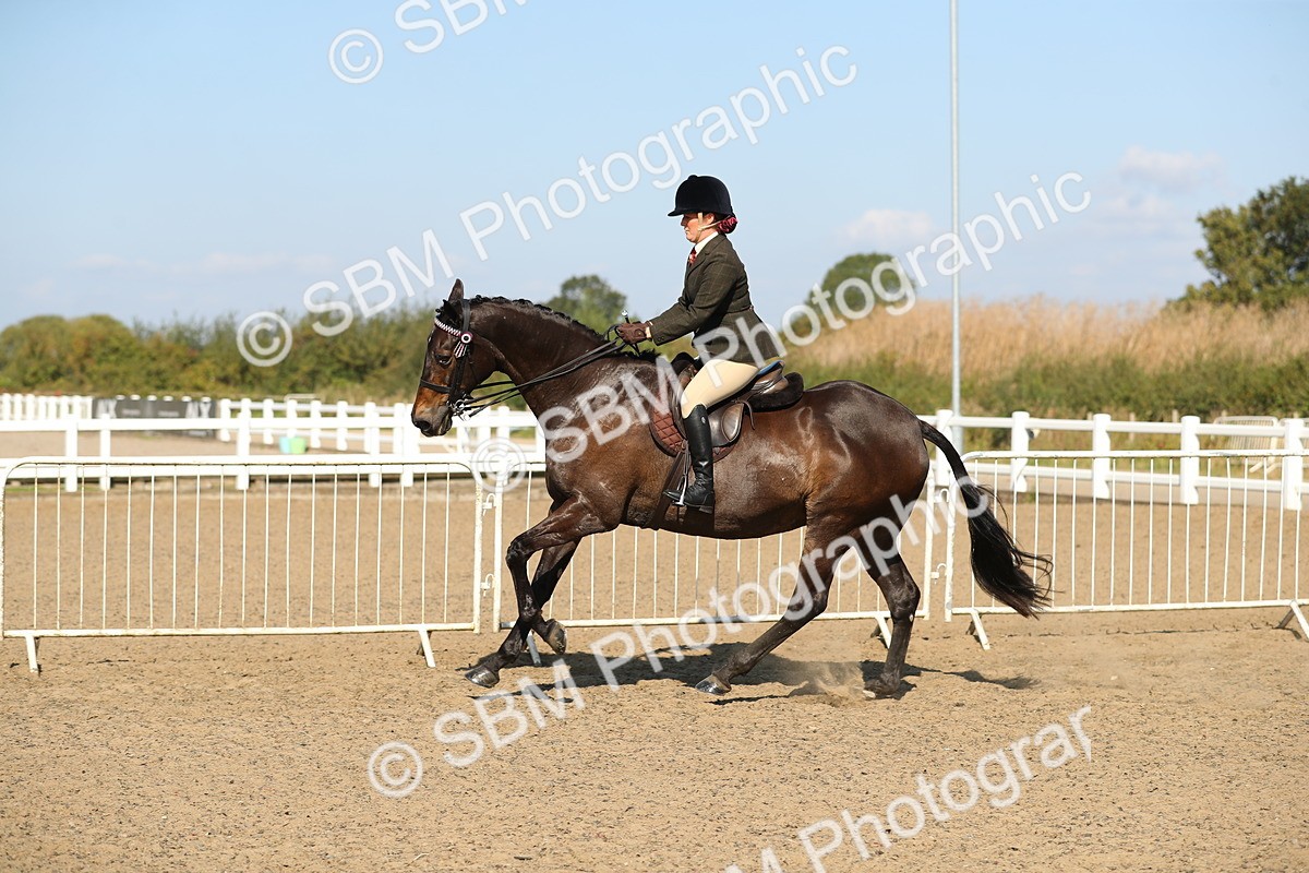 SBM_02246 - Class 43 Ridden Competition Horse/Pony