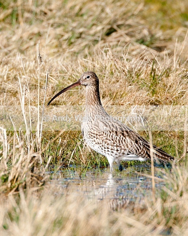 20100220-051 - Curlew