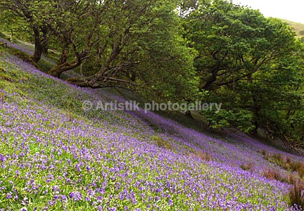 Bluebells P1020919 - Sceniks.com - Snowdonia landscape photographs by Dave O'Shea
