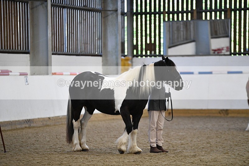 WJ5_5457 - Class 8 In hand cob