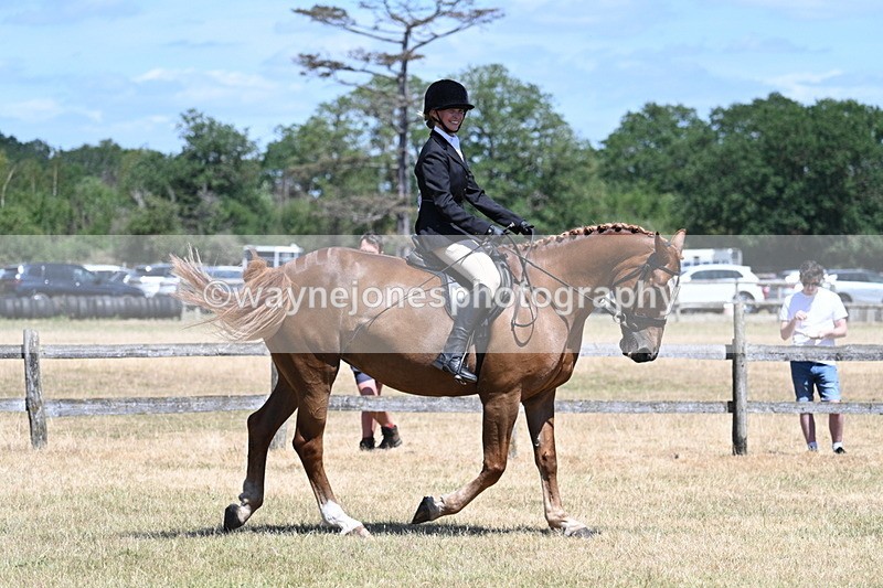 WJ7_2884 - Class 7 Riding Club Show Horse