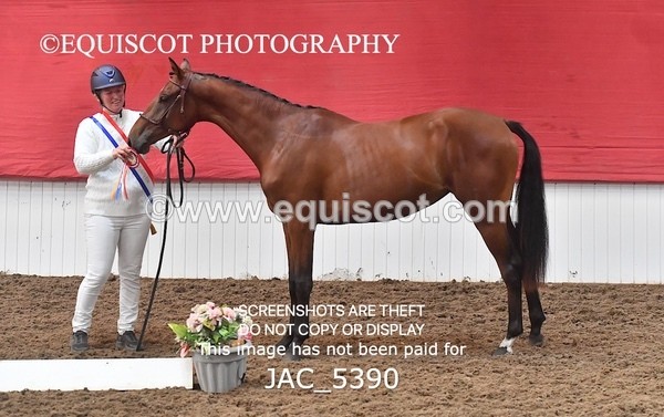 JAC_5390 - 7 L'Espirits Little Unicorn