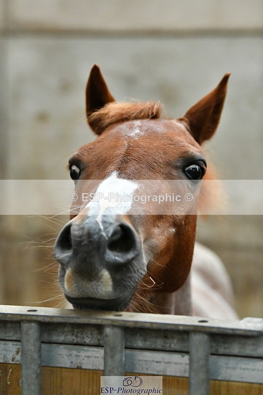 230804A-094532-02183 - Stable Shots