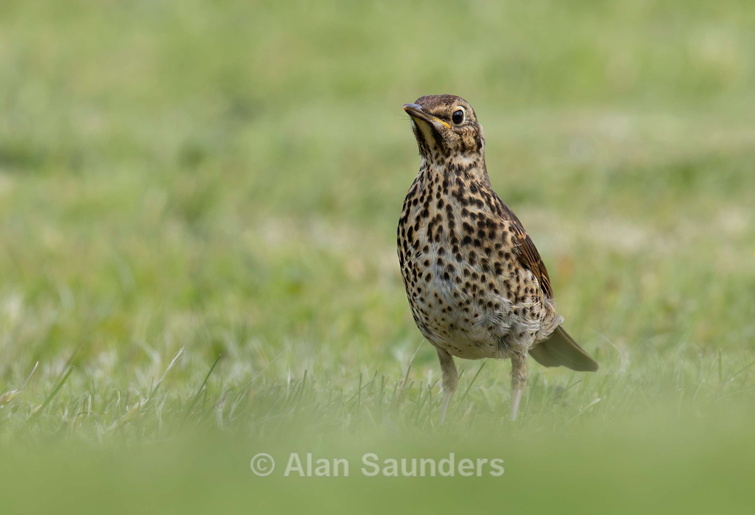 Song Thrush 1