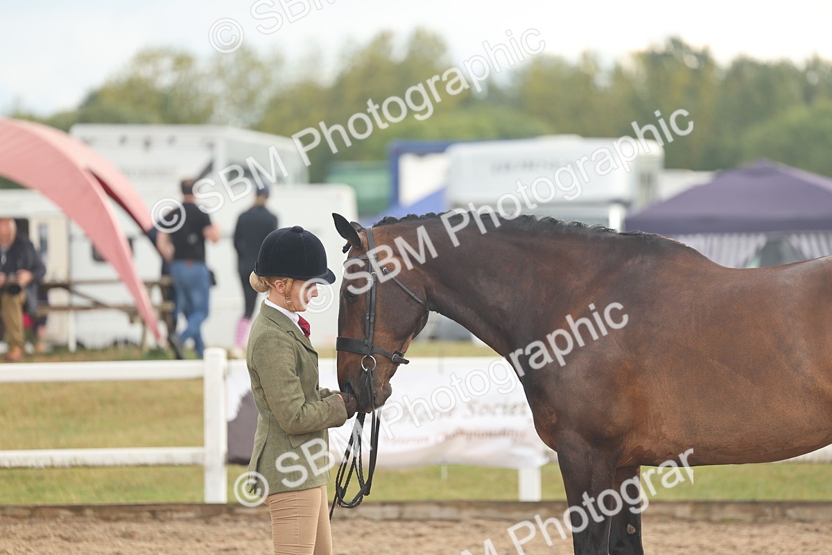 SBM_07896 - Class 28 - IH Veteran Horse