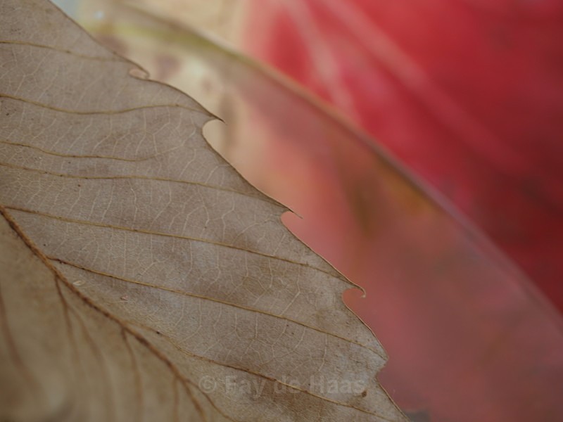  - Autumn Leaves