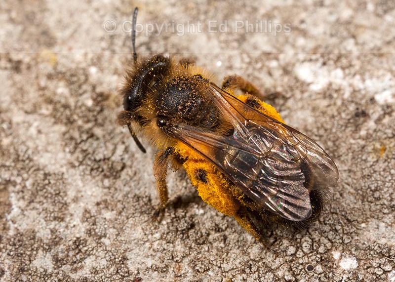 Andrena flavipes (f)
