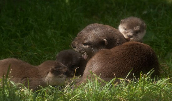 6 - Otters