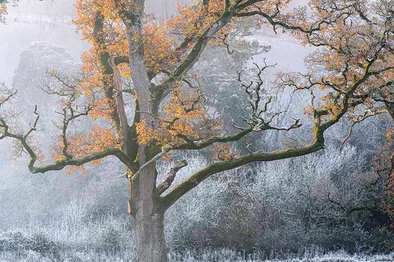Autumn and Winter Marlfield - Mood and mist with some lumen added