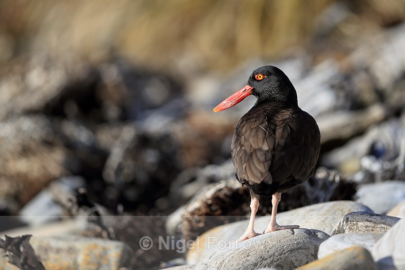 Blackish Oystercatcher, Carcass Island, Falklands - Blackish Oystercatcher