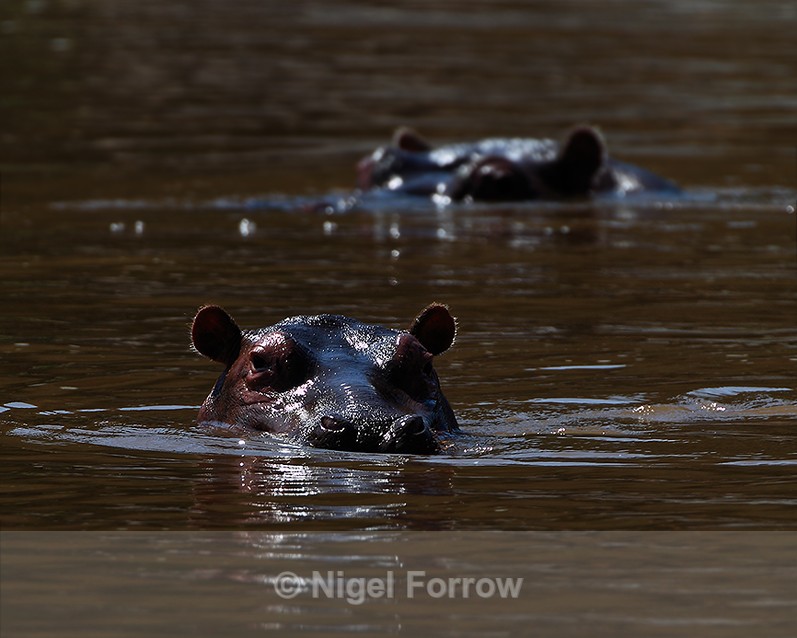 Semi-submerged Hippos in a pool at Mara Enkipai - Hippopotamus