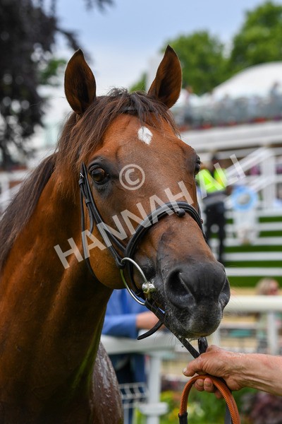 170623-Race 6-Mostawaa-0920 - Race 6 4.50pm Ice Co Supporting Macmillan Handicap
