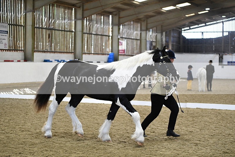 WJ5_4849 - Class 7 In hand coloured / odd coloured