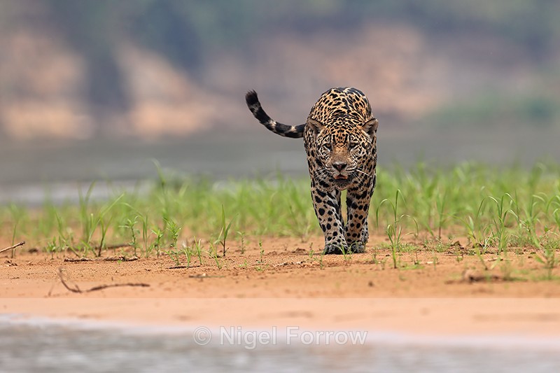 Jaguar Ti advancing along riverbank, Mato Grosso, Brazil - Jaguar