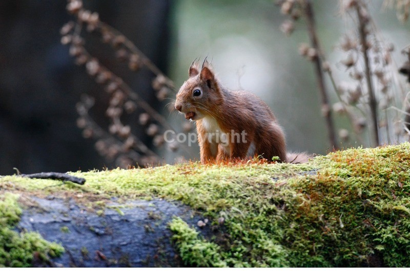 Red Squirrel 21 - Red Squirrel