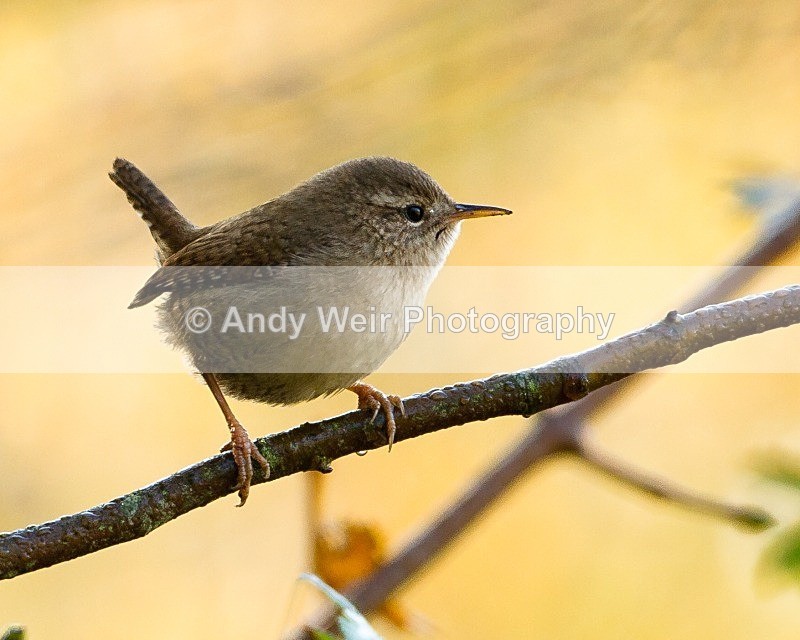 20111106-_MG_7326 - Wren & Goldcrest
