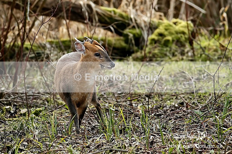 Muntjac Deerl 030216 8a - Nature