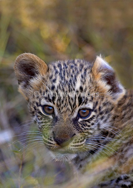 Leopard cub 2 - Botswana