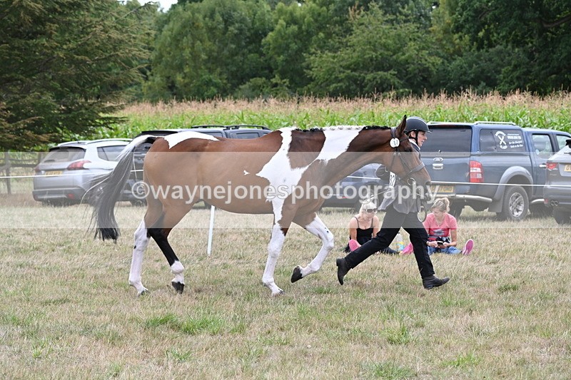 WJ6_6089 - Class 19 In-hand Veterans (Uploaded correct folder)