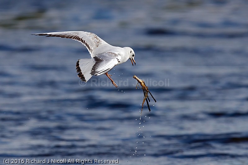 Black-headed Gull (Chroicocephalus ridibundus) - Black-headed Gull (Chroicocephalus ridibundus)