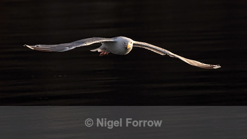 Herring Gull following boat, backlit, Flatanger, Norway - Herring Gull
