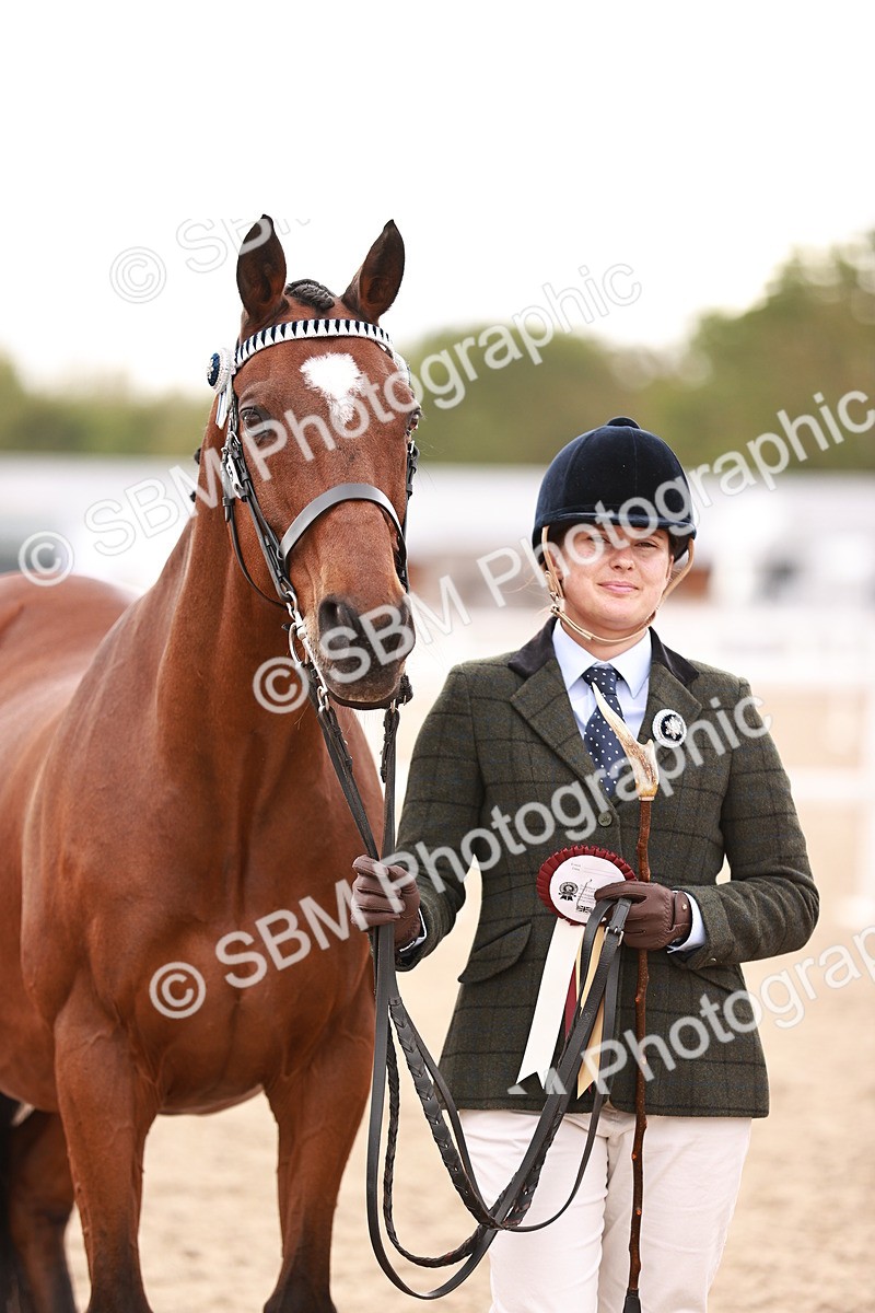 SBM_16254 - Class412 - Handsome Gelding (IH  or Ridden) Adult