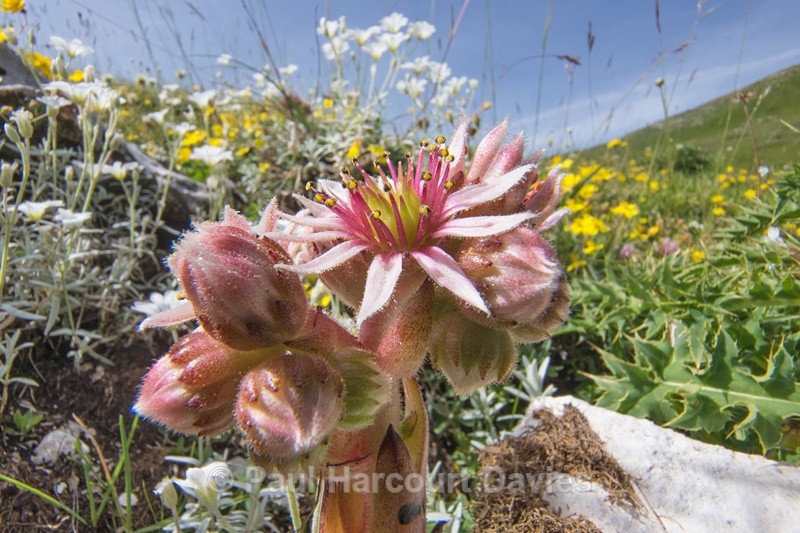  - Plants: wide-angle