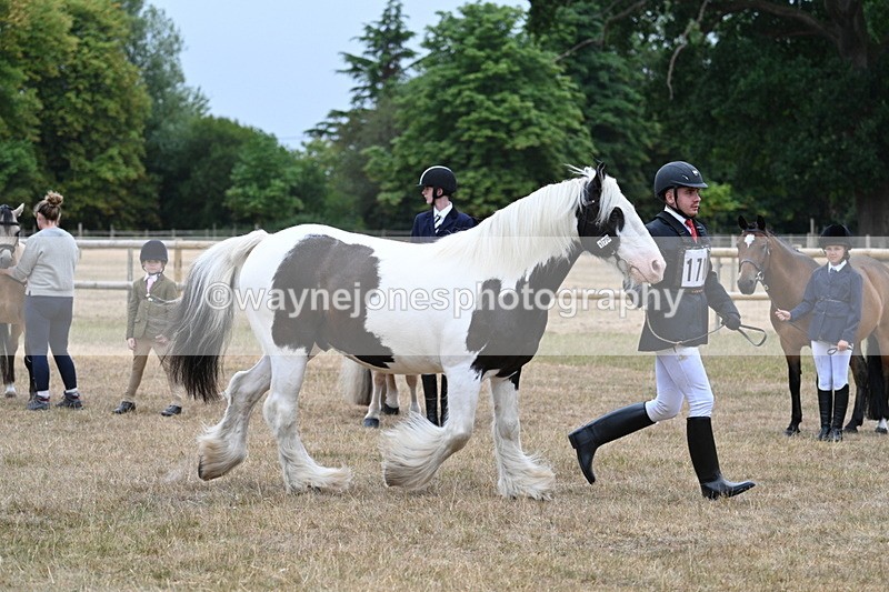 WJ7_9626 - Class 5 Most Handsome Gelding (up to 14.2hh)